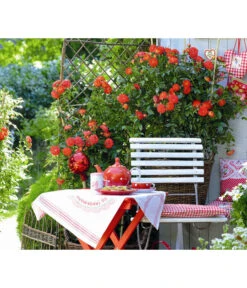 Zwerg-Kletterrose 'Starlet® Carmen®' -Biohort Verkaufsgeschäft 7803885 PR MO 001 StarletRoseCarmenTantau