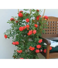 Zwerg-Kletterrose 'Starlet® Carmen®' -Biohort Verkaufsgeschäft 7803885 PR MO 002 StarletRoseCarmenTantau