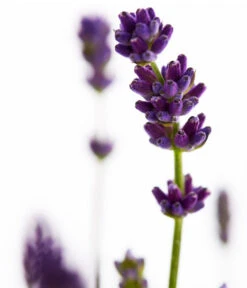 Duft-Lavendel 'Felice', 4er-Set -Biohort Verkaufsgeschäft 7805773 WE DE 001 Lavendel