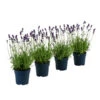 Duft-Lavendel 'Felice', 4er-Set -Biohort Verkaufsgeschäft 7805773 WE FS 001 LavendelpaketDuftLavendelAngustifoliaFeliceLavandula4Pflanzen