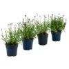 Lavendel-Set Lavendel-Vielfalt, 4-teilig -Biohort Verkaufsgeschäft 7805781 WE FS 001 LavendelpaketMixLavandula4PflanzenT12