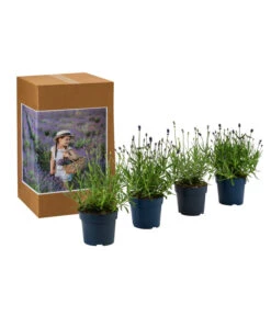 Biohort Verkaufsgeschäft -Biohort Verkaufsgeschäft 7805781 WE FS 002 LavendelpaketMixLavandula4PflanzenT12