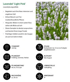 Lavendel-Set Lavendel-Vielfalt, 4-teilig -Biohort Verkaufsgeschäft 7805781 WE IG 001 LavendelLightPinkAngustifoliaLightPinkLuckner