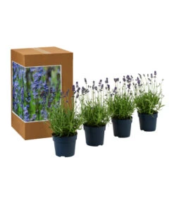 Dehners Bienen-Lavendel, 4er-Set 7 Dehners Bienen-Lavendel, 4er-Set -Biohort Verkaufsgeschäft 7805799 WE FS 002 LavendelpaketBieneBienenlavendelLavandula4PflanzenT12