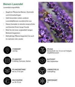 Dehners Bienen-Lavendel, 4er-Set 9 Dehners Bienen-Lavendel, 4er-Set -Biohort Verkaufsgeschäft 7805799 WE IG 001 BienenLavendel 1