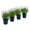 Schmetterlings-Lavendel 'Royal Blue', 4er-Set -Biohort Verkaufsgeschäft 7805807 WE FS 001 LavendelpaketLavandulaSchmetterlingslavendel4PflanzenT12