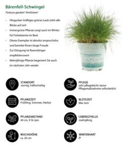 Gräser-Set Gartengräser, 4-teilig 8 Gräser-Set Gartengräser, 4-teilig -Biohort Verkaufsgeschäft 7805815 WE IG 001 BaerenfellSchwingelAmiGreen