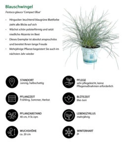 Gräser-Set Gartengräser, 4-teilig 7 Gräser-Set Gartengräser, 4-teilig -Biohort Verkaufsgeschäft 7805815 WE IG 001 BlauschwingelCompactBlue