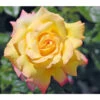 Edelrose 'Gloria Dei®' -Biohort Verkaufsgeschäft 7808454 PR DE 001 EdelroseGloriaDeiGelbTantau