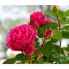 Nostalgische Edelspray-Rose 'Magic Rokoko®' -Biohort Verkaufsgeschäft 7841679 WE FS 003 MagicRokokko4LiterBeetrose