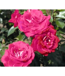 Beetrose 'Heimatmelodie®' 5 Beetrose 'Heimatmelodie®' -Biohort Verkaufsgeschäft 7887029 PR DE 005 RoseHeimatmelodieTantau