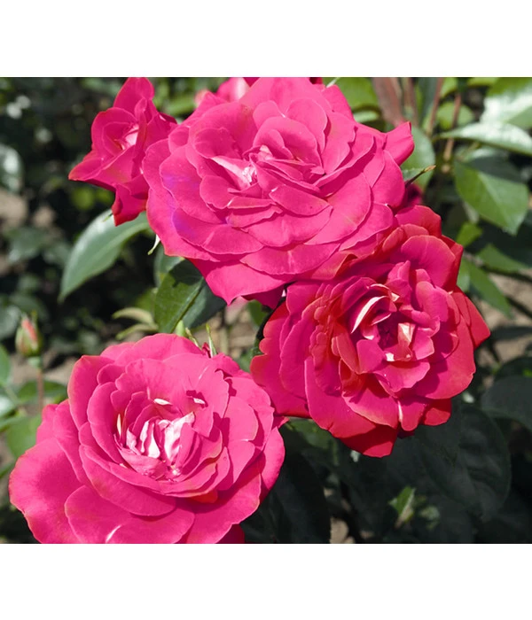 Beetrose 'Heimatmelodie®' 4 Beetrose 'Heimatmelodie®' – Bild 2