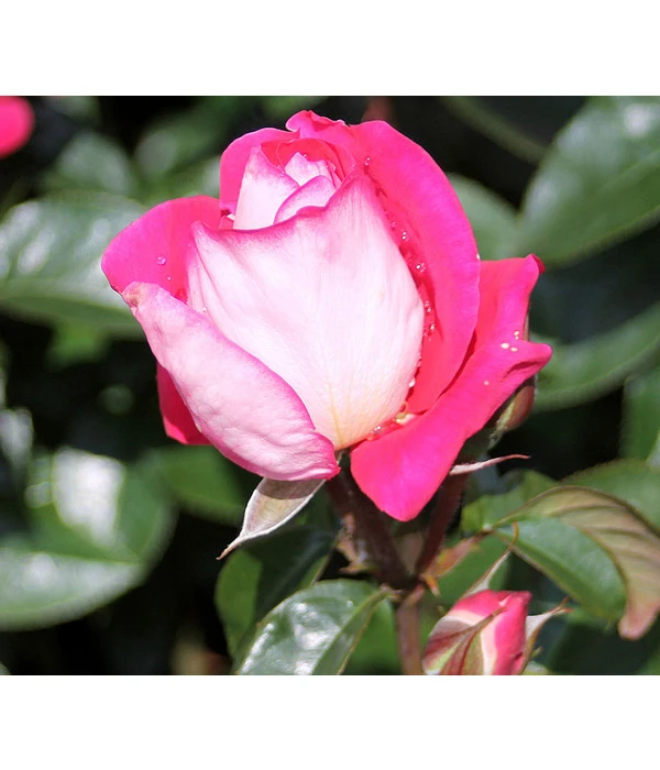 Beetrose 'Heimatmelodie®' 3 Beetrose 'Heimatmelodie®'