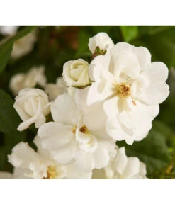 Ramblerrosen, Verschiedene Sorten -Biohort Verkaufsgeschäft 7912652 WE DE 002 RamblerRoseDehnerExpressZS