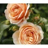 Edelrose 'Tropicana®' 2 Edelrose 'Tropicana®' -Biohort Verkaufsgeschäft 7960008 PR DE 001 RoseTropicanaRosa2LRosenTantauRet