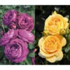 Rosen-Set Dufterlebnis, Gelb/lila, 2-teilig 1 Rosen-Set Dufterlebnis, Gelb/lila, 2-teilig -Biohort Verkaufsgeschäft 7978273 WE FS 001 RosensetDufterlebnisgelblila2teilig