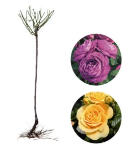 Rosen-Set Dufterlebnis, Gelb/lila, 2-teilig -Biohort Verkaufsgeschäft 7978273 WE FS 003 RosensetDufterlebnisgelblila2teilig