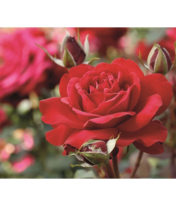 Edelrose 'Störtebeker®' 3 Edelrose 'Störtebeker®'