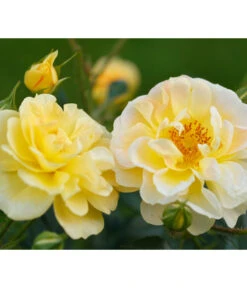 Beetrose 'Bienenweide®', Gelb