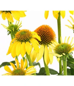 Biohort Verkaufsgeschäft -Biohort Verkaufsgeschäft 8005514 PR DE 001 EchinaceaCheyenneSpiritSonnenhutT13DehnerExpressHerzig