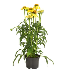 Garten-Scheinsonnenhut 'Cheyenne Spirit' -Biohort Verkaufsgeschäft 8005514 PR FS 001 EchinaceaCheyenneSpiritSonnenhutT13DehnerExpressHerzig