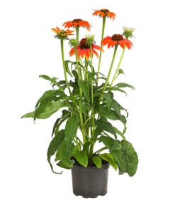 Garten-Scheinsonnenhut 'Cheyenne Spirit' -Biohort Verkaufsgeschäft 8005514 PR FS 002 EchinaceaCheyenneSpiritSonnenhutT13DehnerExpressHerzig