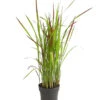 Japanisches Blutgras 'Red Baron' -Biohort Verkaufsgeschäft 8006314 WE FS 001 ImperataRedBaronBlutgrasT14DehnerExpressHerzig