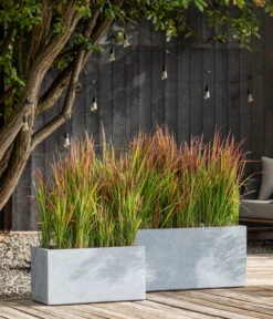 Japanisches Blutgras 'Red Baron' 11 Japanisches Blutgras 'Red Baron' -Biohort Verkaufsgeschäft 8006710 WE MO 001 JapanischesBlutgrasRedBaron BestOFGraeser2022