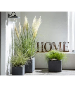 Pampasgras 'Sunningdale Silver' -Biohort Verkaufsgeschäft 8010340 WE MO 001 CortaderiaPumilaPampasgrasHome