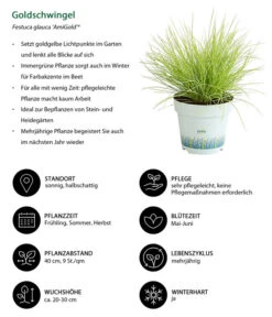 Gräser-Set Gartengräser, 4-teilig 9 Gräser-Set Gartengräser, 4-teilig -Biohort Verkaufsgeschäft 8010951 WE IG 001 Goldschwingel