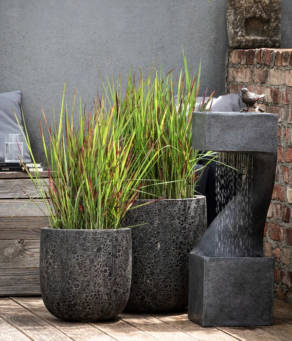 Japanisches Blutgras 'Red Baron' 7 Japanisches Blutgras 'Red Baron' – Bild 5