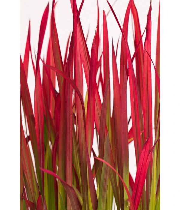 Japanisches Blutgras 'Red Baron' 9 Japanisches Blutgras 'Red Baron' – Bild 7