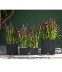 Japanisches Blutgras 'Red Baron' 10 Japanisches Blutgras 'Red Baron' -Biohort Verkaufsgeschäft 8016321 WE MO 001 ImperataGrasRedBaron