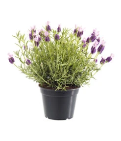 Schopf-Lavendel -Biohort Verkaufsgeschäft 8017014 BildFS 001 SchopfLavendelLavandulaStoeT13