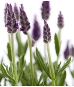 Schopf-Lavendel -Biohort Verkaufsgeschäft 8017014 WE DE 001 LavendelSchopflavendelLavandulaStoechasT13DehnerExpressZS