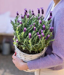 Schopf-Lavendel -Biohort Verkaufsgeschäft 8017014 WE MO 001 LavendelKorb