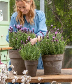 Schopf-Lavendel -Biohort Verkaufsgeschäft 8017014 WE MO 001 SchopfLavendelStoechas