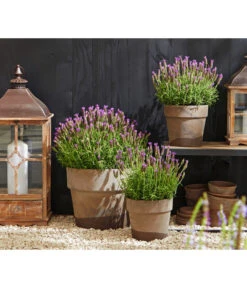 Schopf-Lavendel -Biohort Verkaufsgeschäft 8017014 WE MO 001 Schopflavendel