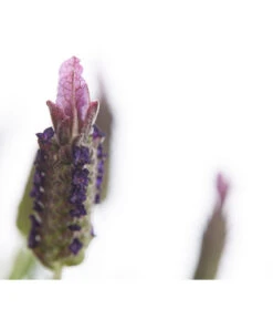 Schopf-Lavendel -Biohort Verkaufsgeschäft 8017089 PR DE 001 LavendelStoechasLavandulaStoechasT18DehnerExpressHerzig