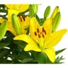 Lilie -Biohort Verkaufsgeschäft 8018194 WE DE 001 LiliumGelbLilieGelb3LDehnerExpressHerzig