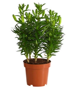 Lilie -Biohort Verkaufsgeschäft 8018194 WE FS 001 LiliumGelbLilieGelb3LDehnerExpressHerzig