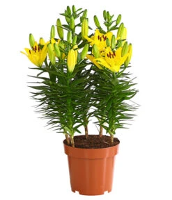 Lilie -Biohort Verkaufsgeschäft 8018194 WE FS 002 LiliumGelbLilieGelb3LDehnerExpressHerzig