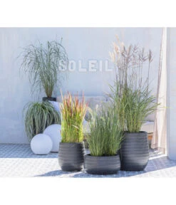 Japanisches Blutgras 'Red Baron' 12 Japanisches Blutgras 'Red Baron' -Biohort Verkaufsgeschäft 8020596 WE MO 001 MiscanthusStrictus