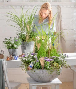 Mühlenbeckia, Kleinblättrig -Biohort Verkaufsgeschäft 8030579 WE MO 001 GlattblattAster