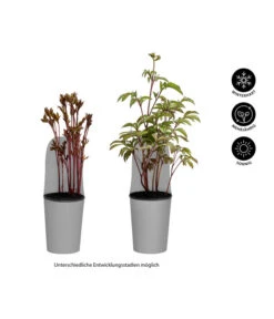 Pfingstrose 'Red Charm' 7 Pfingstrose 'Red Charm' -Biohort Verkaufsgeschäft 8037798 WE IG 001 Pfingstrosen