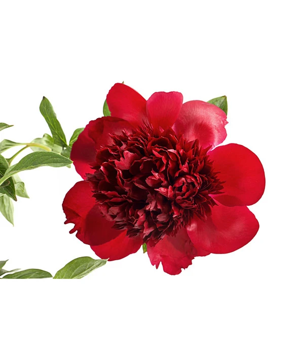 Pfingstrose 'Red Charm' 4 Pfingstrose 'Red Charm' – Bild 2