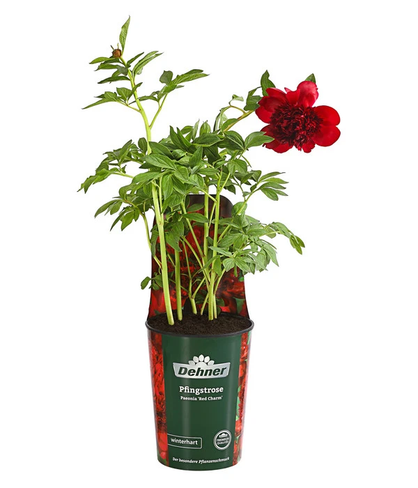 Pfingstrose 'Red Charm' 3 Pfingstrose 'Red Charm'