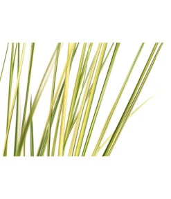 Pampasgras 'Julia' -Biohort Verkaufsgeschäft 8042509 WE DE 001 PampasgrasJuliaT19