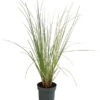 Pampasgras 'Julia' -Biohort Verkaufsgeschäft 8042509 WE FS 001 PampasgrasJuliaT19