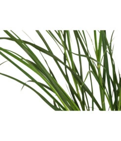 Pampasgras 'Sunningdale Silver' -Biohort Verkaufsgeschäft 8042525 WE DE 001 CortaderiaSelloanaSunningdaleSilverPampasgrasT19